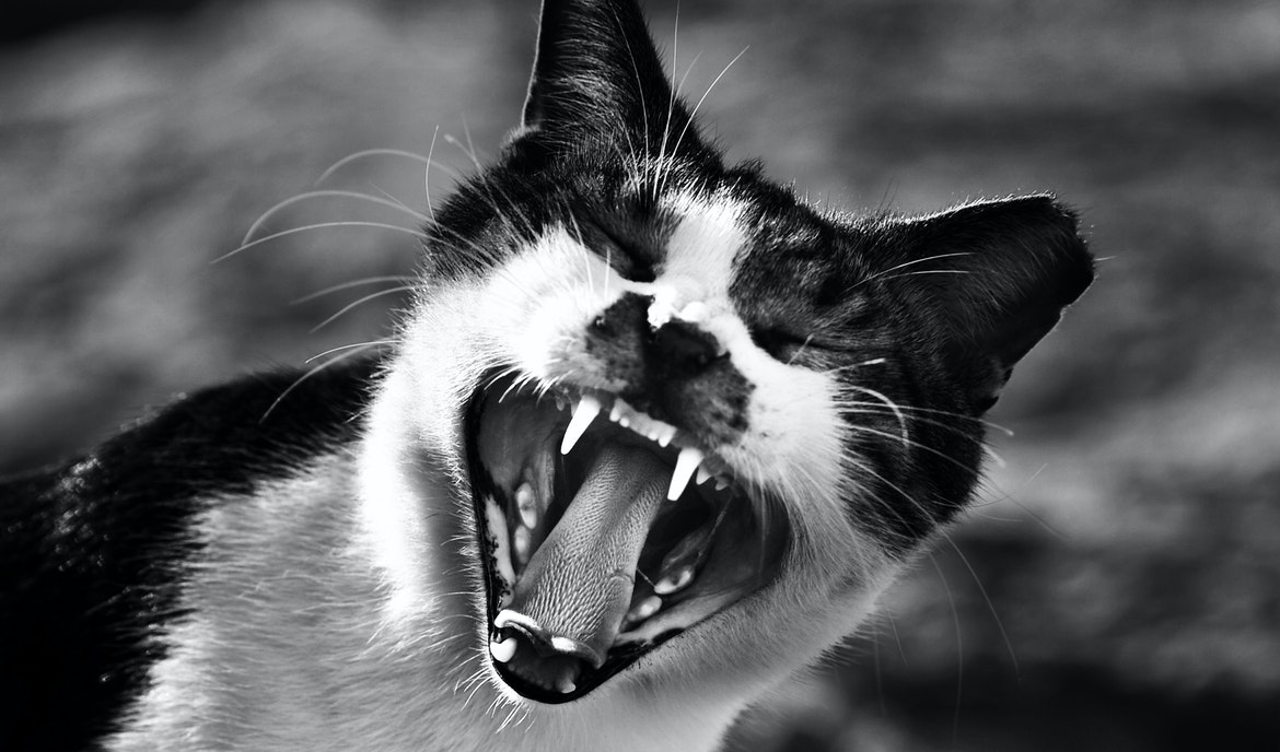 Il mutamento dei denti del gatto